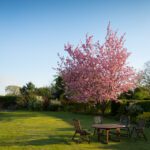 Schattenspender oder japanischer Walnussbaum im Garten